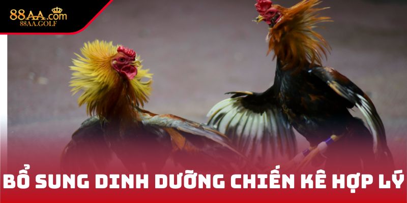 Bổ sung dinh dưỡng chiến kê hợp lý
